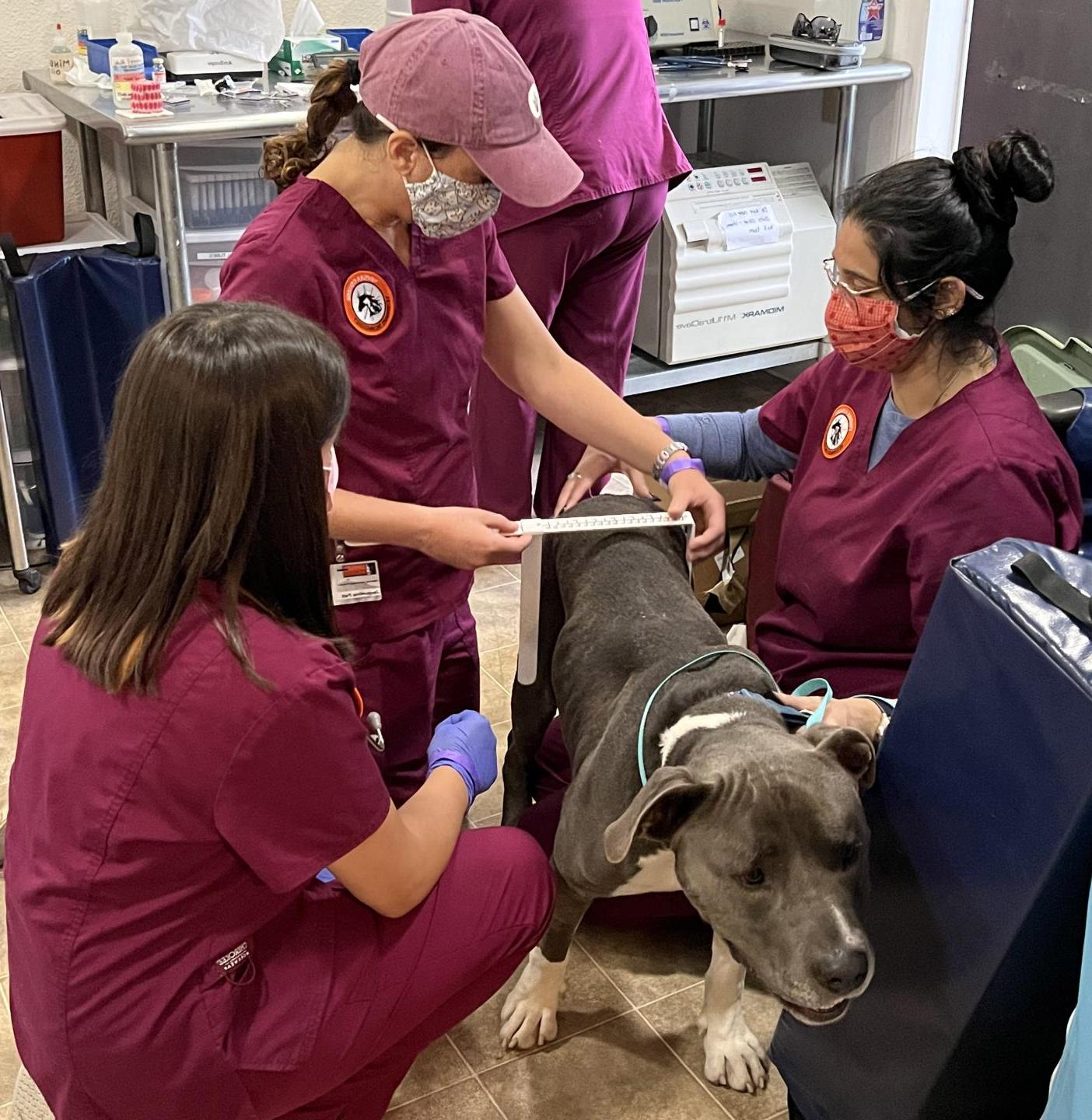 Vet Tech Students measuring dog at Sparc